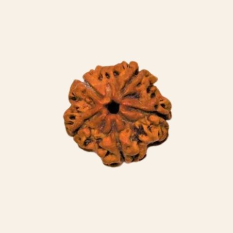 Natural 5 Mukhi/Face Rudraksha (Nepal Origin) - Image 3