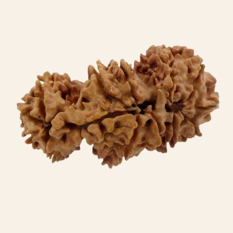 Trijuti Rudraksha - Image 3
