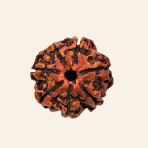 Natural 7 Mukhi Rudraksha (Nepal Origin) - Image 4