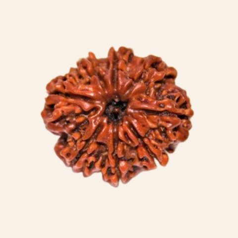 Natural 8 Mukhi/Face Rudraksha (Nepal Origin) - Image 4