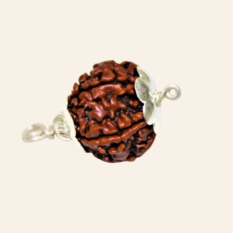 Natural 5 Mukhi/Face Rudraksha (Nepal Origin) - Image 5