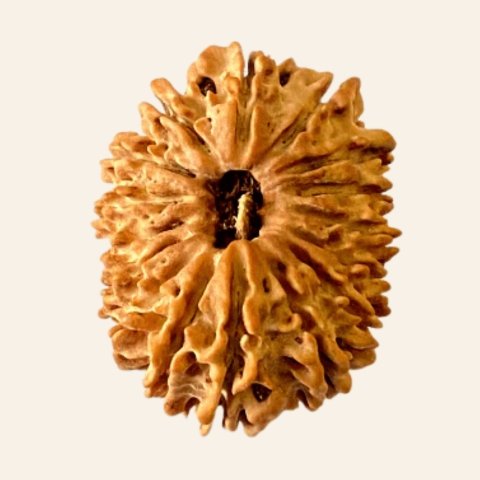 Natural 16 Mukhi/Face Rudraksha (Nepal Origin- 22.50 MM) - Image 4