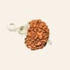 Natural 12 Mukhi/Face Rudraksha (Nepal Origin)