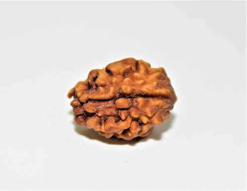 Natural 2 Mukhi Rudraksha