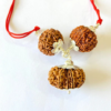 6,6 & 13 Mukhi Nepali Rudraksha Combination For (charisma & attraction)