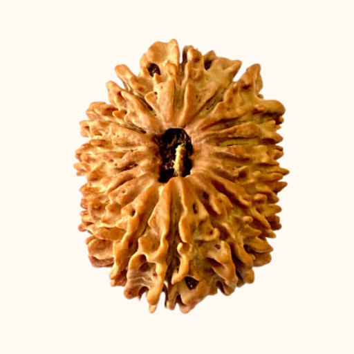 Natural 16 Mukhi/Face Rudraksha (Nepal Origin- 22.50 MM) - Image 2