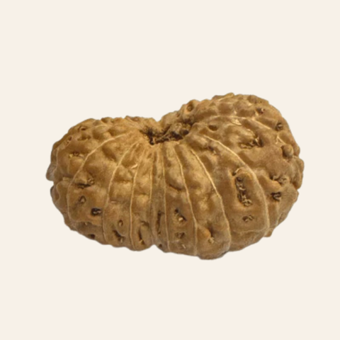 Antique 20 Mukhi Rudraksha (Indonesian Origin- 17.00 MM) - Image 3