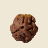 3 Mukhi Himalayan Rudraksh