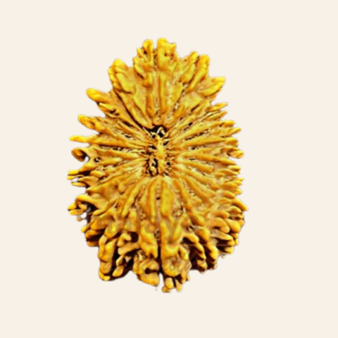 Antique 21 Mukhi Rudraksha (Nepal Origin) - Image 3