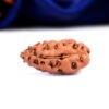 1 Mukhi Rudraksha (Ek Mukhi) – Shiv Kripa, Dhan aur Shanti ka Pratik