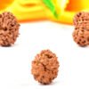 10 Mukhi Indonesian Rudraksha – The Divine Shield of Lord Vishnu