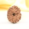 Divine Strength & Protection: Natural 11 Mukhi Indonesia Rudraksha