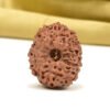 Divine Radiance: Authentic 12 Mukhi Indonesia Rudraksha Bead (Collector's Grade)