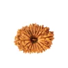 Divine Abundance & Infinite Prosperity: 21 Mukhi Certified Nepali Rudraksha - Large (23mm-26mm)
