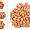 3 Mukhi Indonesian Rudraksha – Burn Your Past, Ignite Your Future