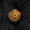 The Magnet of Wealth: Authentic 7 Mukhi Nepali Rudraksha – The Sacred Bead of Goddess Mahalakshmi for Prosperity & Luck