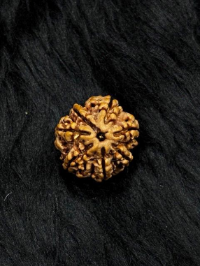 The Magnet of Wealth: Authentic 7 Mukhi Nepali Rudraksha – The Sacred Bead of Goddess Mahalakshmi for Prosperity & Luck