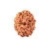10 Mukhi Indonesian Rudraksha – The Divine Shield of Lord Vishnu