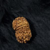 12 Mukhi Nepali Rudraksha – Radiate Power, Authority & Success with the Surya Bead