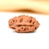2 Mukhi Indonesian Rudraksha – The Sacred Bead of Unity and Emotional Balance