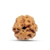 3 Mukhi Indonesian Rudraksha – Burn Your Past, Ignite Your Future