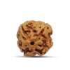 4 Mukhi Indonesian Rudraksha – The Divine Key to Wisdom, Memory & Creative Genius
