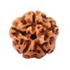 5 Mukhi Indonesian Rudraksha – The Sacred Shield of Peace & Good Health