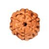 6 Mukhi Indonesian Rudraksha – The Bead of Wisdom, Focus & Magnetic Charisma