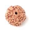 7 Mukhi Indonesian Rudraksha – The Magnetic Shield of Goddess Lakshmi