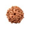 8 Mukhi Indonesian Rudraksha – The Divine Path to Success and Freedom from Obstacles