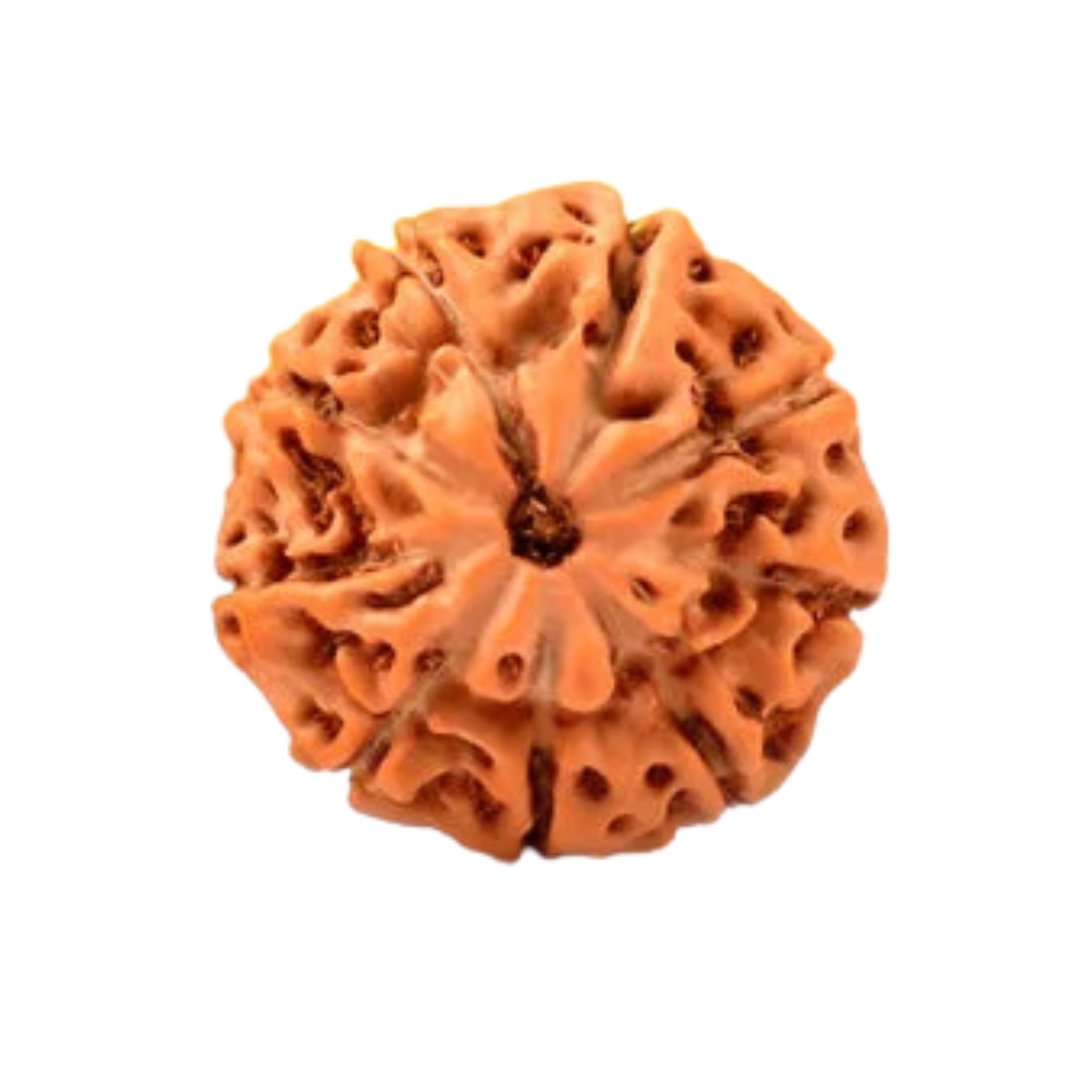 9 Mukhi Indonesian Rudraksha – The Divine Shield of Maa Durga