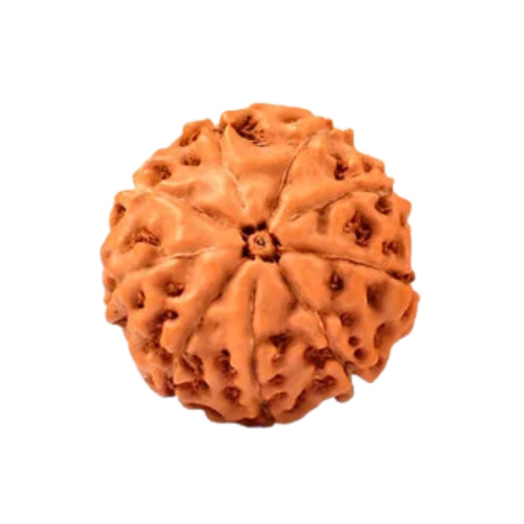 9 Mukhi Indonesian Rudraksha – The Divine Shield of Maa Durga - Image 2
