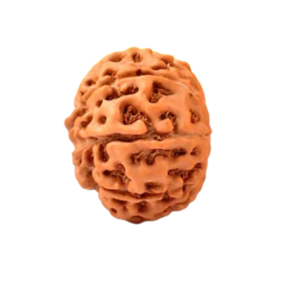 9 Mukhi Indonesian Rudraksha – The Divine Shield of Maa Durga - Image 3