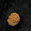 The Warrior’s Aura: Authentic 6 Mukhi Nepali Rudraksha – The Sacred Bead of Lord Kartikeya for Victory & Focus