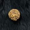 Supreme Peace: Authentic 5 Mukhi Nepali Rudraksha – The Divine Shield of Lord Kalagni Rudra